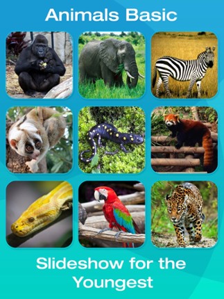Safari and Jungle Animal Picture Flashcards for Babies, Toddlers or Preschool (Free) screenshot