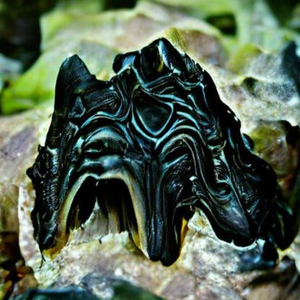 Gnathos Image