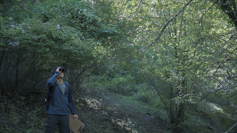 Wordless Forest Image