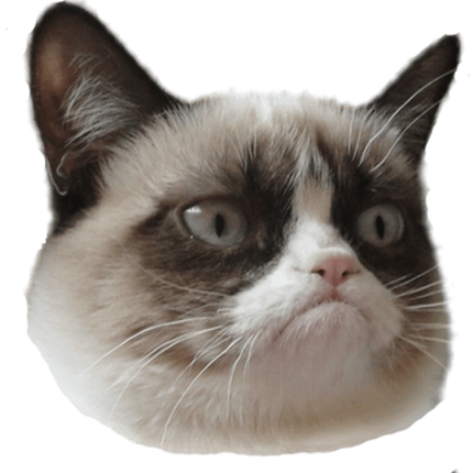 CAT RAIN Image