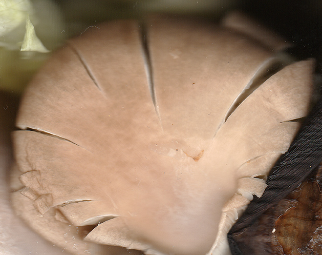 Games like Pestalotiopsis