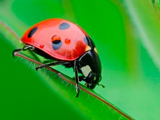Games like Ladybug Match3