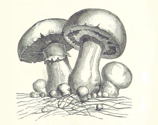 Games like Acephalus