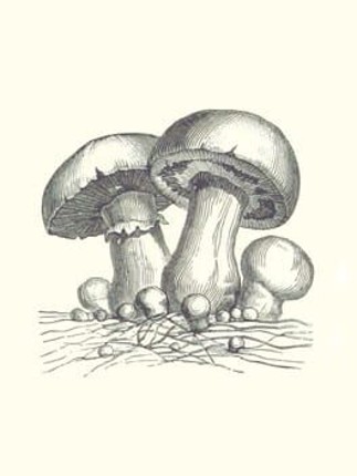 Acephalus Image