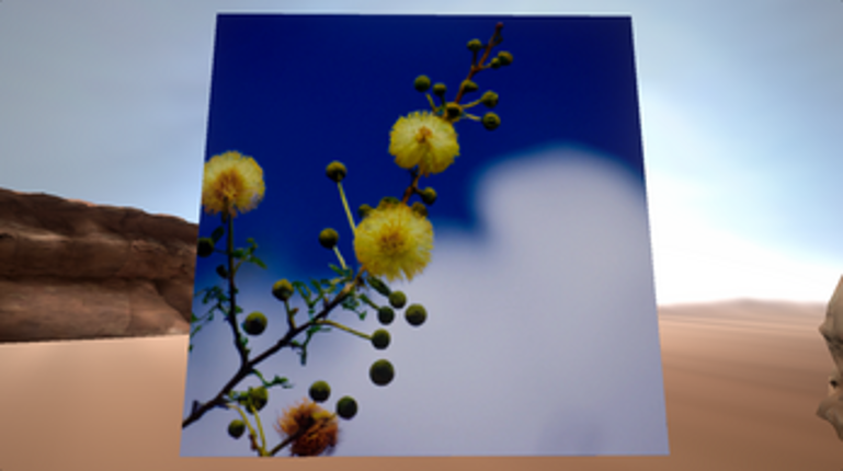 "I am, because we are" said the Sweet Thorn Acacia Image