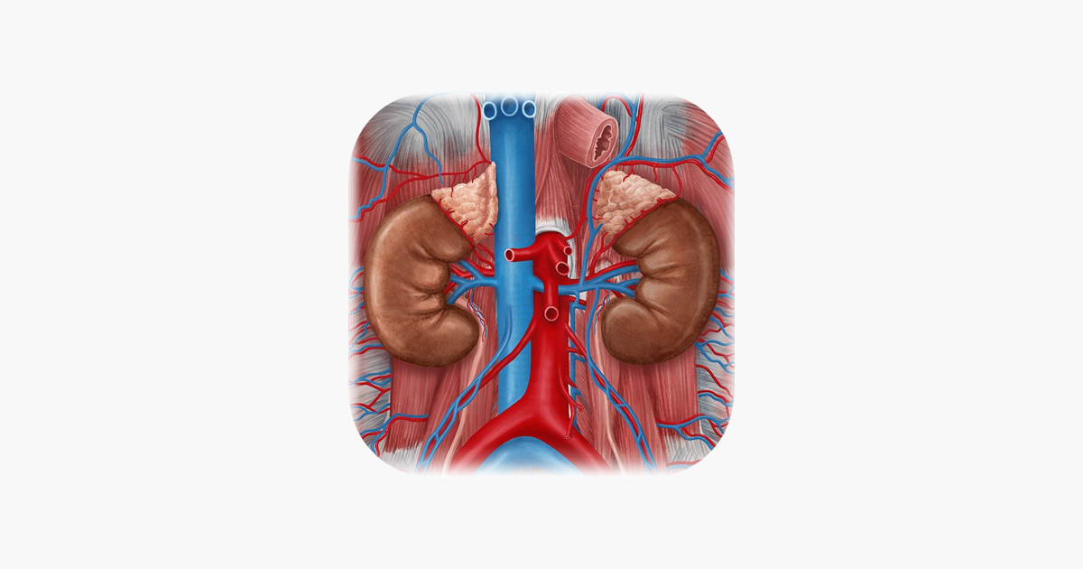Games like Urinary System Medical Terms