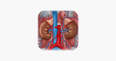 Urinary System Medical Terms Image