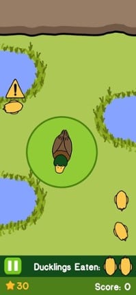 Duckling Mania Image