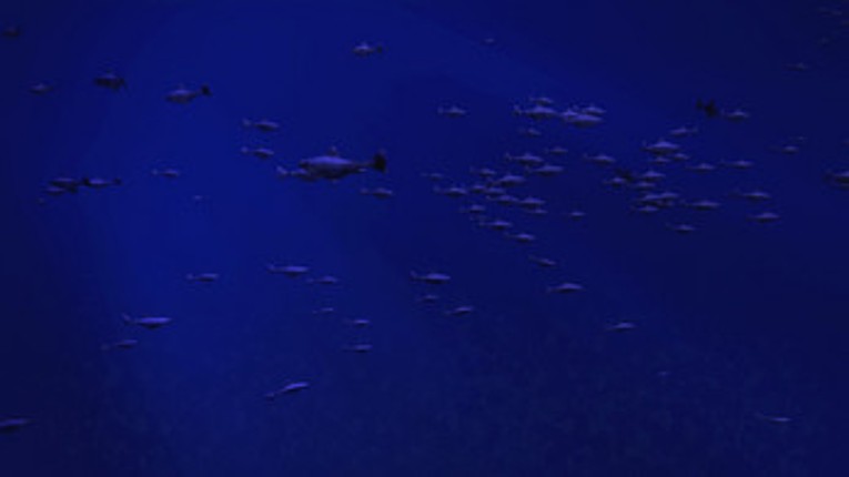 Be a Fish - VR Simulator screenshot