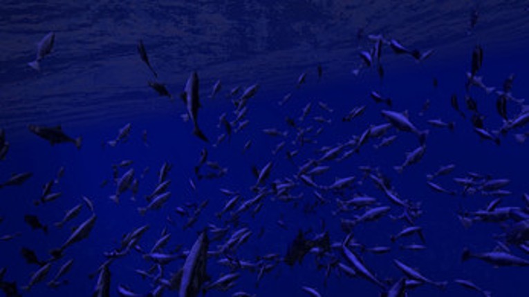 Be a Fish - VR Simulator Image