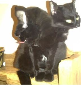 Games like Fox The Box