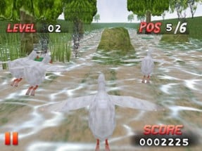 Bird Race 3D Image