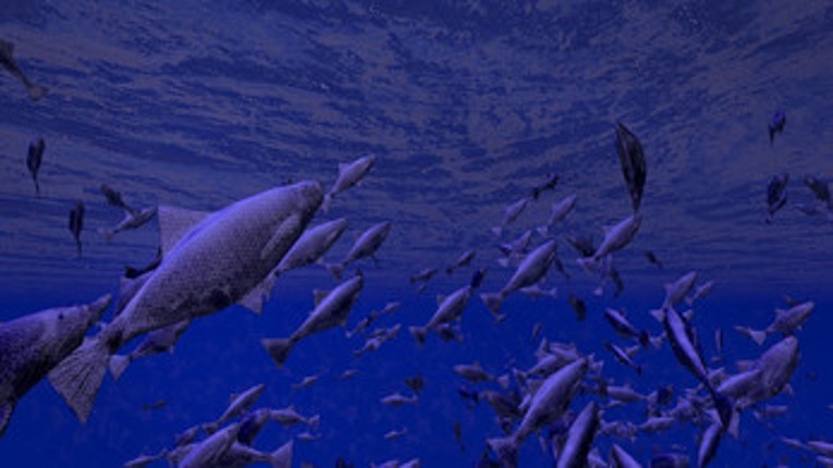 Be a Fish - VR Simulator screenshot