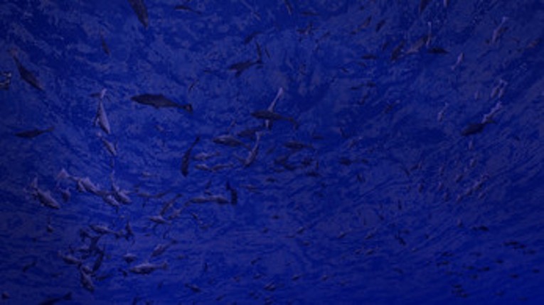 Be a Fish - VR Simulator screenshot