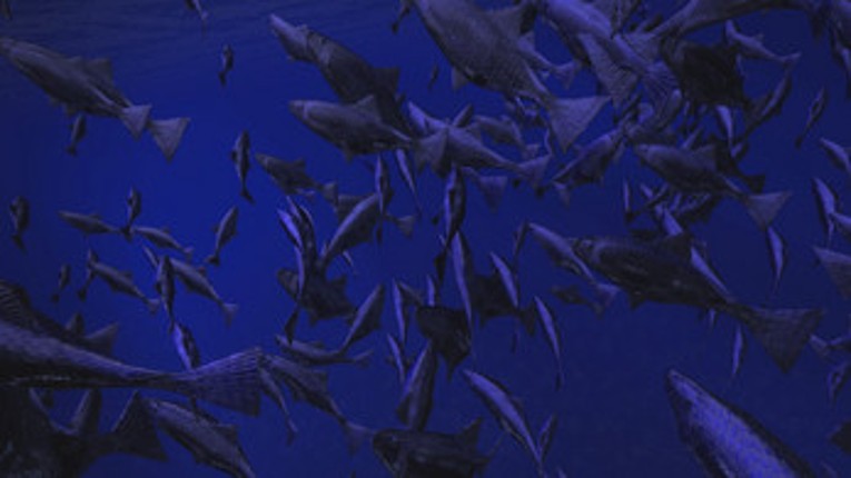 Be a Fish - VR Simulator screenshot