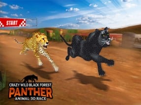 Crazy Wild Black Panther Race Image