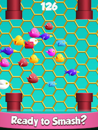 Cool Birds Fun Smash for Kids screenshot