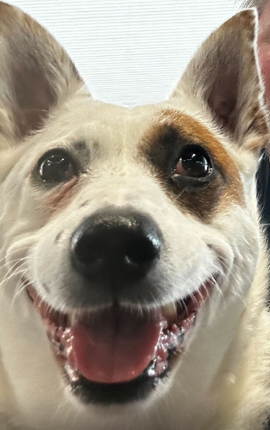 StellaGame screenshot