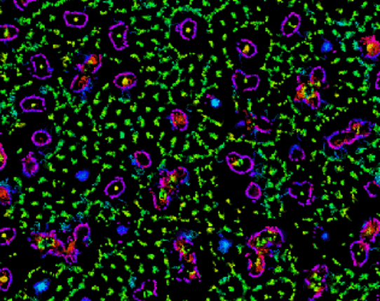 Primordial Particle System Image