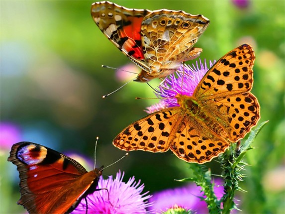 Butterfly Slide Image