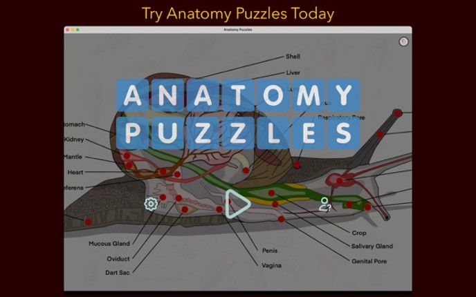 Anatomy Puzzles screenshot