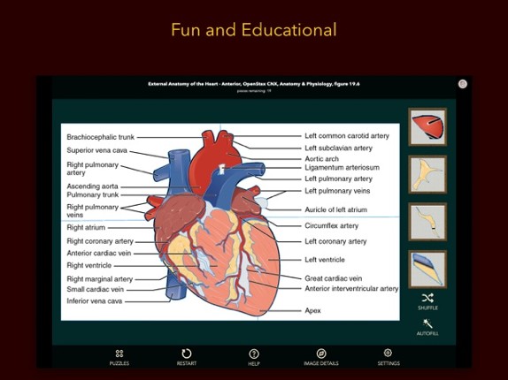 Anatomy Puzzles screenshot