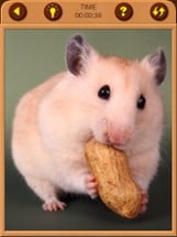 Hamster Jigsaw Puzzle Games Image