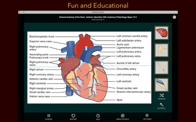 Anatomy Puzzles screenshot