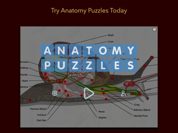 Anatomy Puzzles Image