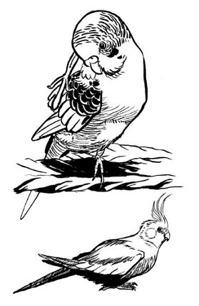 Inktobird: 31 Days of Budgies and Cockatiels Image