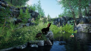 Rabbit Meadow Image