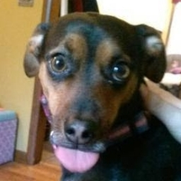 Games like Scary Monkes