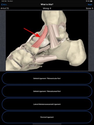 Anatomy Foot Quiz Image