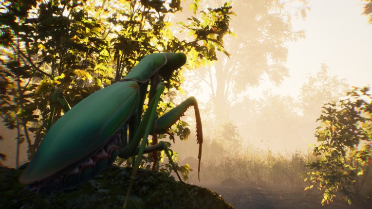 The Undergrowth Image
