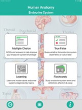 Anatomy : Endocrine System Image