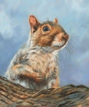 Squirrel Story Image