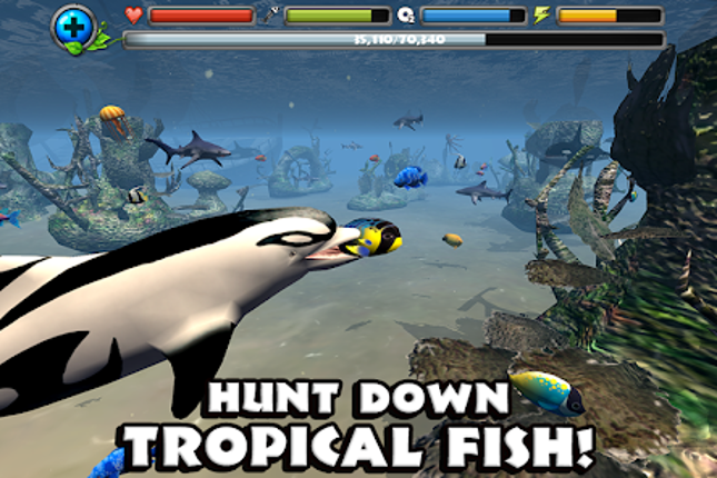 Dolphin Simulator Image