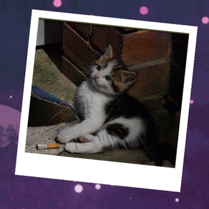 Cats (and Dogs) in a Frame Image