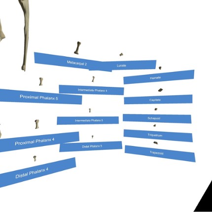 VR Anatomy Image