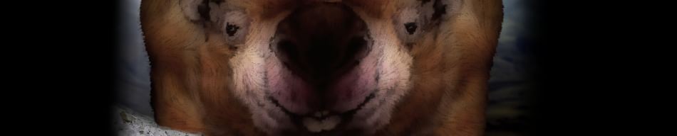 Games like The Great Empty