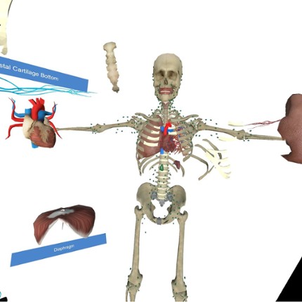 VR Anatomy Image