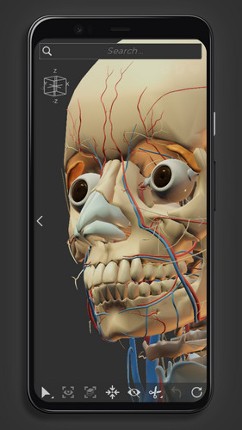 Z-Anatomy - Open Source 3D Atlas screenshot