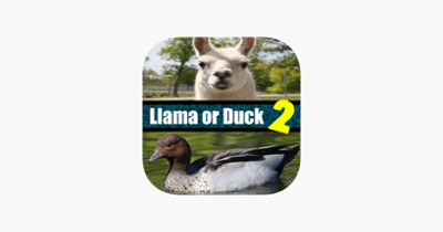 Llama or Duck Quiz 2 Image