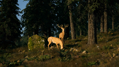 FLEX Disc Golf Image