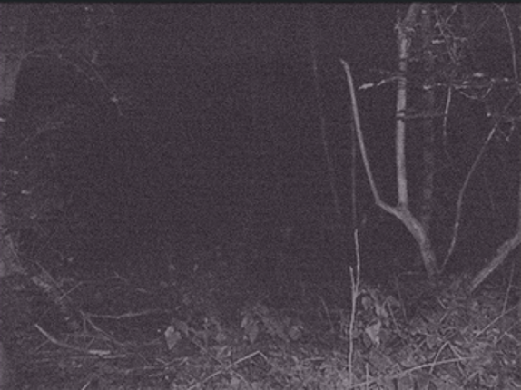 The Children Under the Bed Image