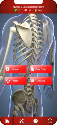 Human Skeletal System Trivia Image