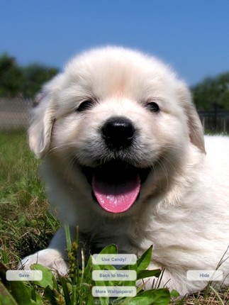 Cute Pets Slideshow & Wallpapers (HD) screenshot