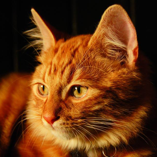 Games like Talking Lovely Cat