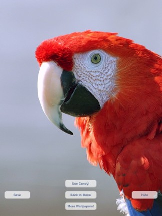 Cute Pets Slideshow &amp; Wallpapers (HD) Image