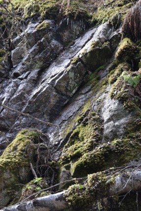 child of the forest Image